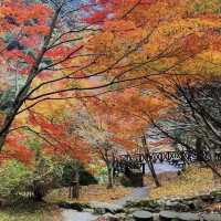 筑紫耶馬溪，擁有清澈的溪流和獨特的紅葉美景