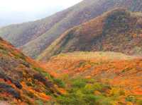 【栃木県】圧巻の紅葉絨毯と活火山！那須の茶臼岳