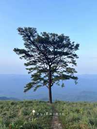 สนเดียวดาย แลนด์มาร์คบนดอยหลวงตาก⛰️
