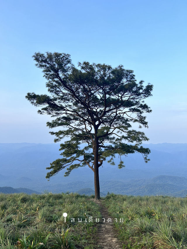 สนเดียวดาย แลนด์มาร์คบนดอยหลวงตาก⛰️