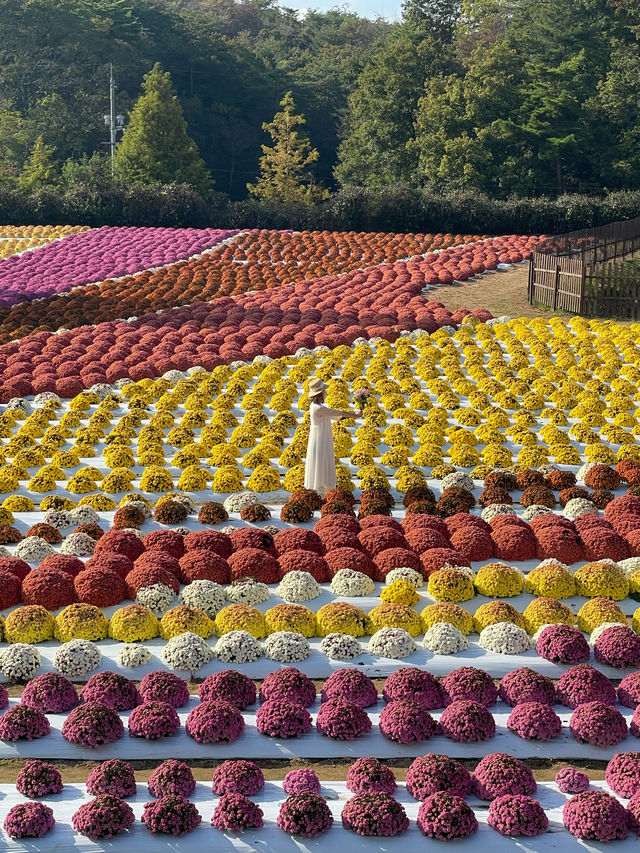 広島観光☺️🌼世羅高原農場🌸☺️四季折々の花々を楽しもう💐