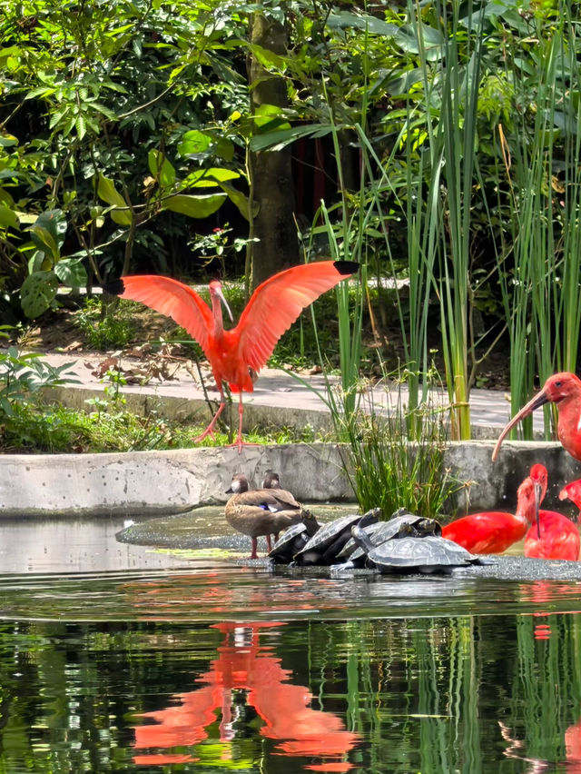 A beautiful visit to bird paradise singapore 🦢 