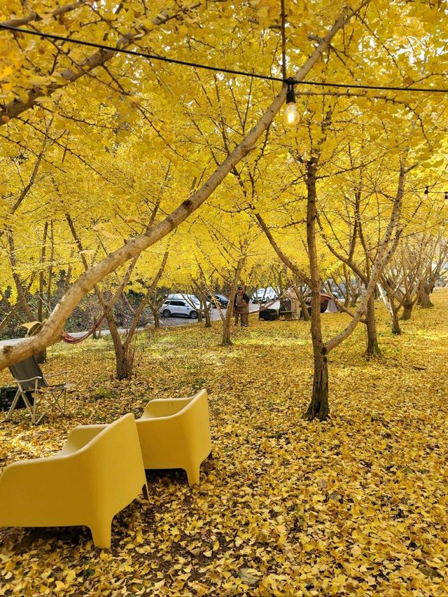 온통 노란 세상 평창 은행나무카페💛