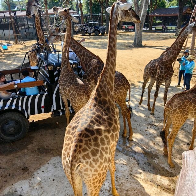 大城府第一座野生動物園