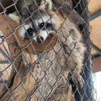 大城府第一座野生動物園