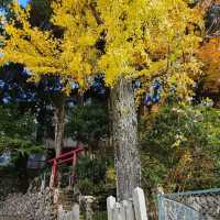 有馬溫泉銀杏秘境 〔潼本神社〕