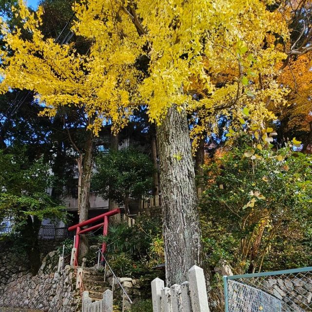 有馬溫泉銀杏秘境 〔潼本神社〕