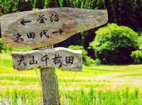 千葉🇯🇵大山千枚田