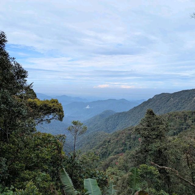 Mossy Forest, Cameron Highlands