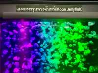 ชมโลกใต้ท้องทะเลที่สถาบันวิทยาศาสตร์ทางทะเล