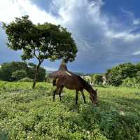 Nice walk in Sumba, Indonesia 🇮🇩