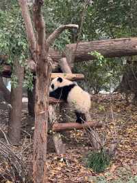 A full day Panda watching? I couldn’t believe my eyes! 