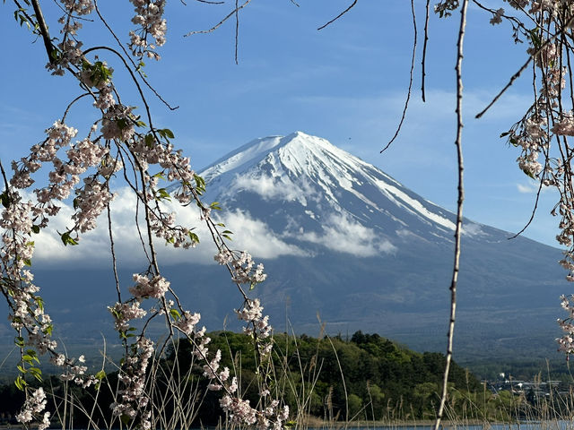 Hiking Around Lake Kawaguchiko: A Scenic Mount Fuji Escape