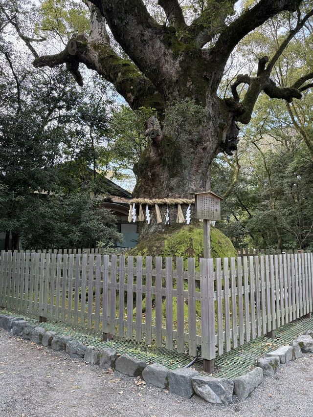 The Incredible Atsuta Jingu Shrine, Nagoya’s historical gem 🏰 🇯🇵 🏯🗾