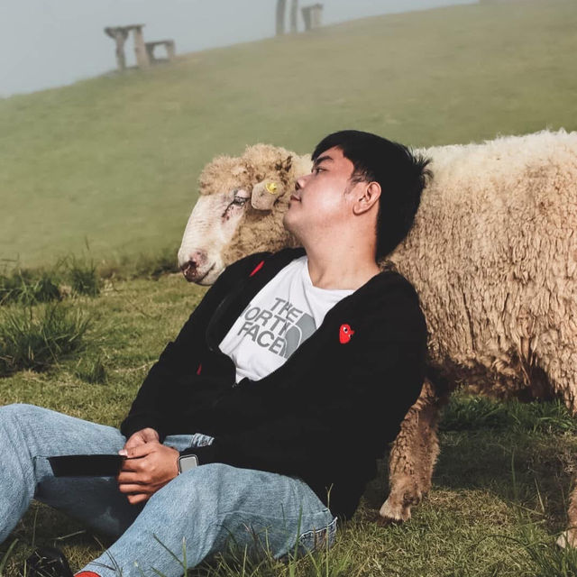 คาเฟ่ฟาร์มแกะวิวหลักสวยหลักล้าน 🐑