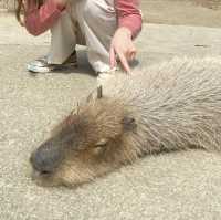 ☾︎長崎☽︎ 触れ合いメインの動物園