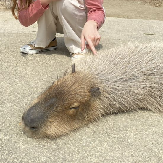 ☾︎長崎☽︎ 触れ合いメインの動物園