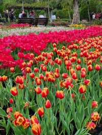 ✨Tulips season