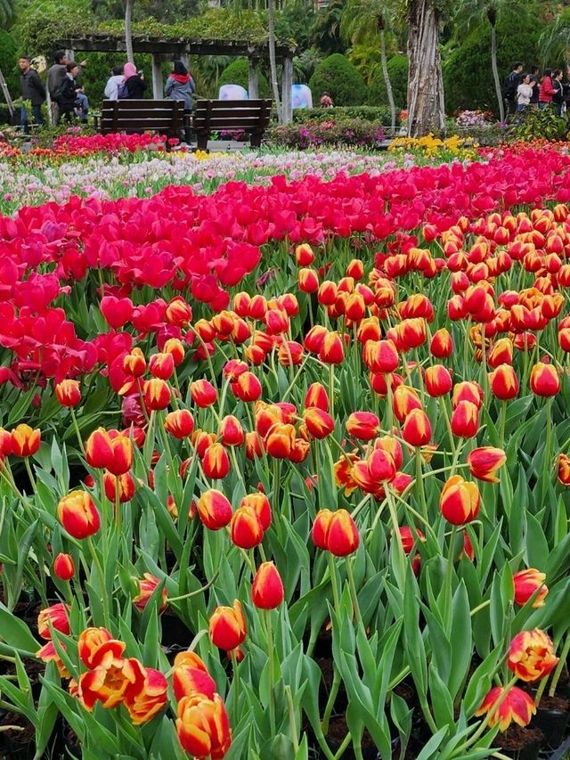 ✨Tulips season