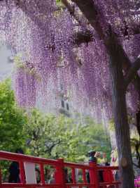 龜戶天神社也被稱為「龜戶天滿宮」