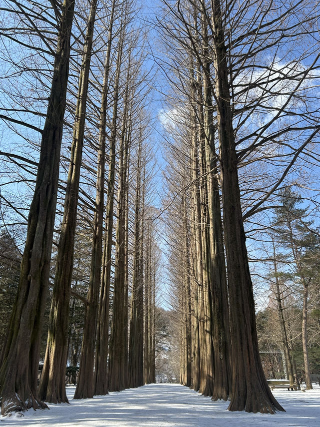 南怡島【남이섬】:ドラマ『冬のソナタ』のロケ地