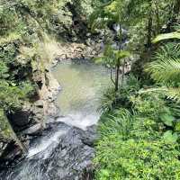 Nature’s Paradise at Springbrook National Park 🇦🇺