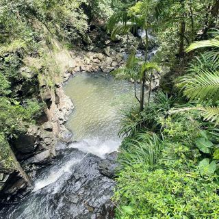Nature’s Paradise at Springbrook National Park 🇦🇺