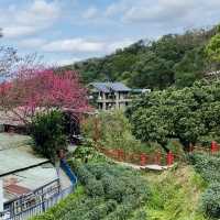 貓空漫遊-步道、美景與茶香的完美結合