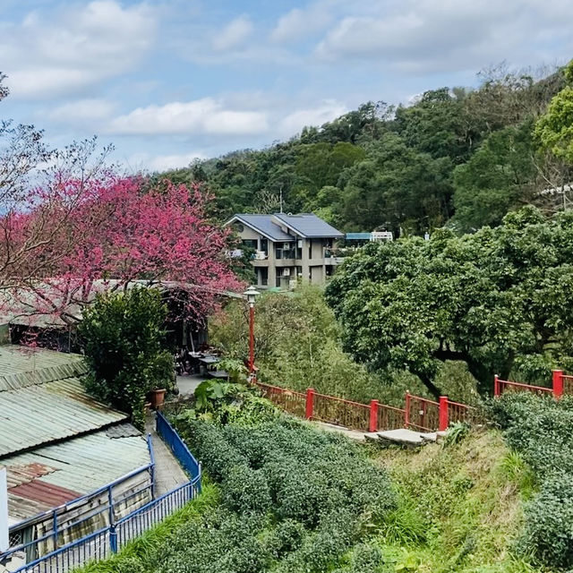 貓空漫遊-步道、美景與茶香的完美結合