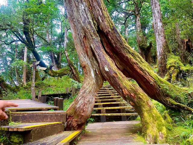 走讀一代林業的風華歷史～太平山蹦蹦車鐵道
