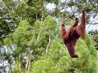 Semenggoh Nature Reserve - A Thrilling Wildlife Adventure