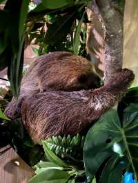 ナマケモノの餌やりが楽しめる！沖縄水族館