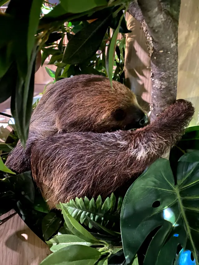 喂樹懶好好玩！沖繩水族館。