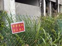 傑米探路-基隆秘境球子山燈塔