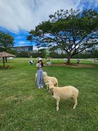 เที่ยวเล่นฟาร์มโชคชัย ให้อาหารน้องแกะ 🐑