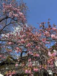 河津桜の原木：早春を彩る桜の源🌸