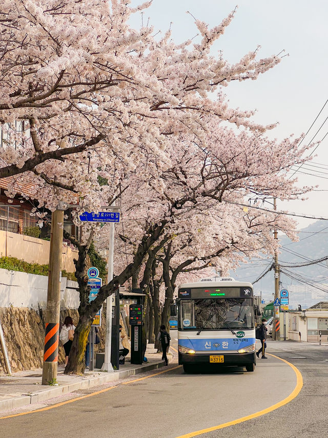 동화같은 부산 벚꽃 마을💞