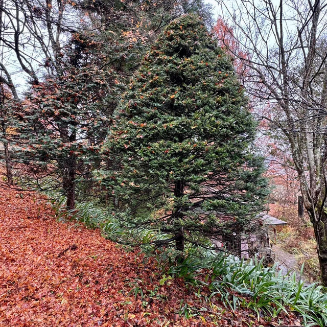 南公園-城市中的綠意