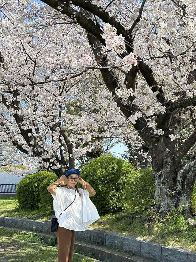 日本福岡｜最早開跑的櫻花季你準備好了嗎？