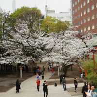 新宿花園神社 | 東京市中心賞櫻的隱秘寶地