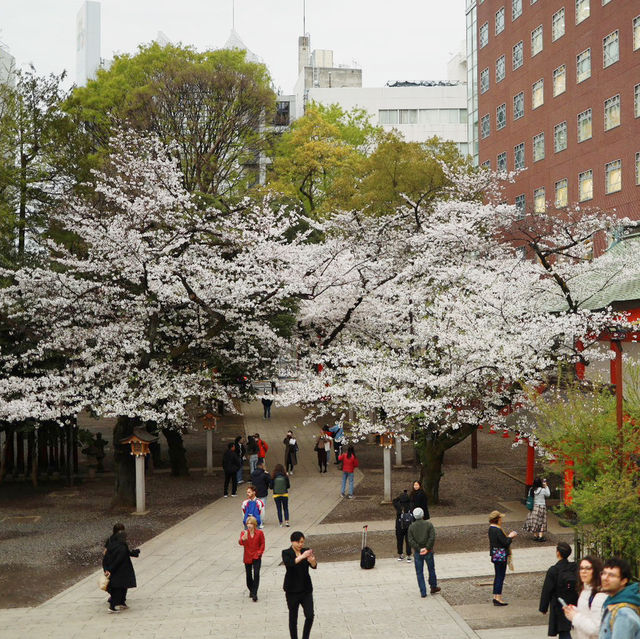 新宿花園神社 | 東京市中心賞櫻的隱秘寶地