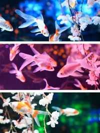 【銀座】金魚×桜🌸銀座でお花見はどう？