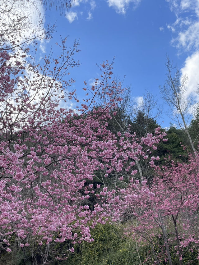 武陵農場櫻花季