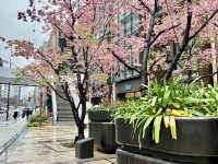 結合櫻花和東京鐵塔的賞櫻地