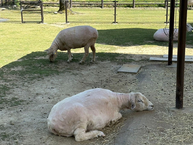 【豊田市🇯🇵 鞍ケ池公園 観光牧場】