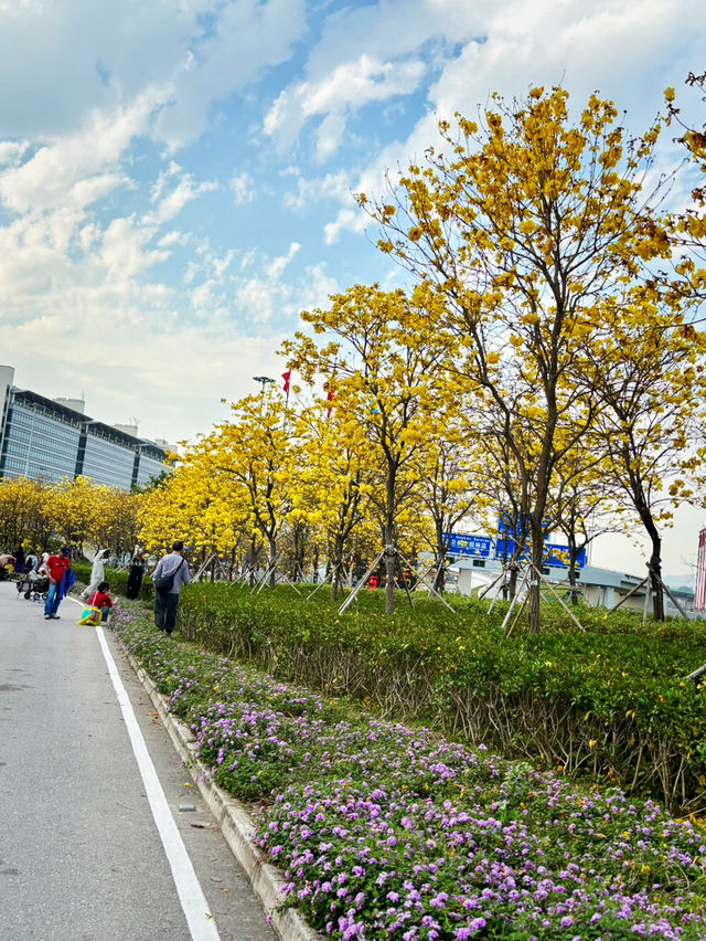  ## 香港秘境！東涌黃風鈴徑，邂逅春日限定的金色浪漫！🌼✨