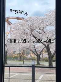 올 봄 경주로 떠나야하는 이유(경주벚꽃여행코스)