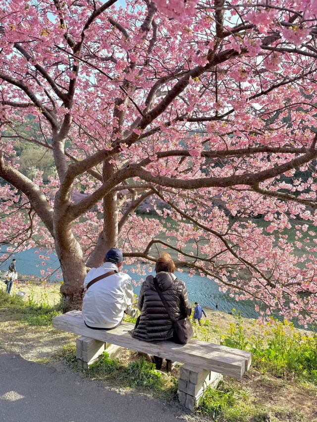 與櫻花約會的時光🥰東京櫻花攻略❤️‍🔥