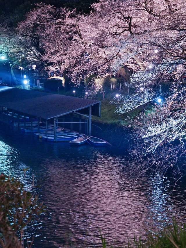 行かなきゃ損‼️夜のボートが1番混むよ！