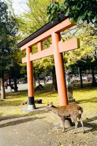 The Free Roaming Deer at Nara Park